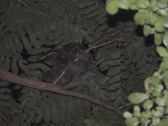 Penelope superciliaris