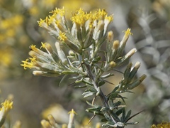 Tetradymia