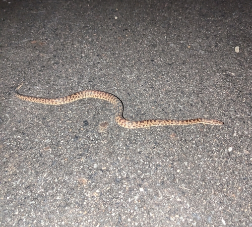 Spotted Python sighting