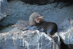 Arctocephalus galapagoensis