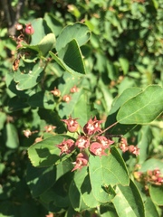 Amelanchier humilis