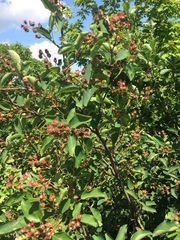 Amelanchier humilis