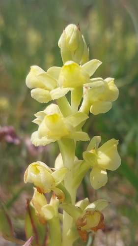 Image of Pterygodium afrum by (c) Jacques van der Merwe, some rights reserved (CC BY-SA)
