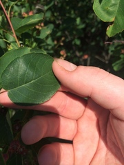 Amelanchier humilis