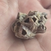 サンカクフジツボ