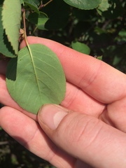 Amelanchier humilis