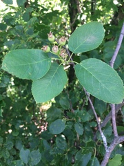 Amelanchier humilis