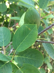Amelanchier humilis