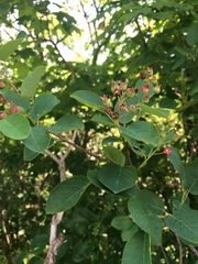 Amelanchier humilis