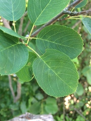 Amelanchier humilis