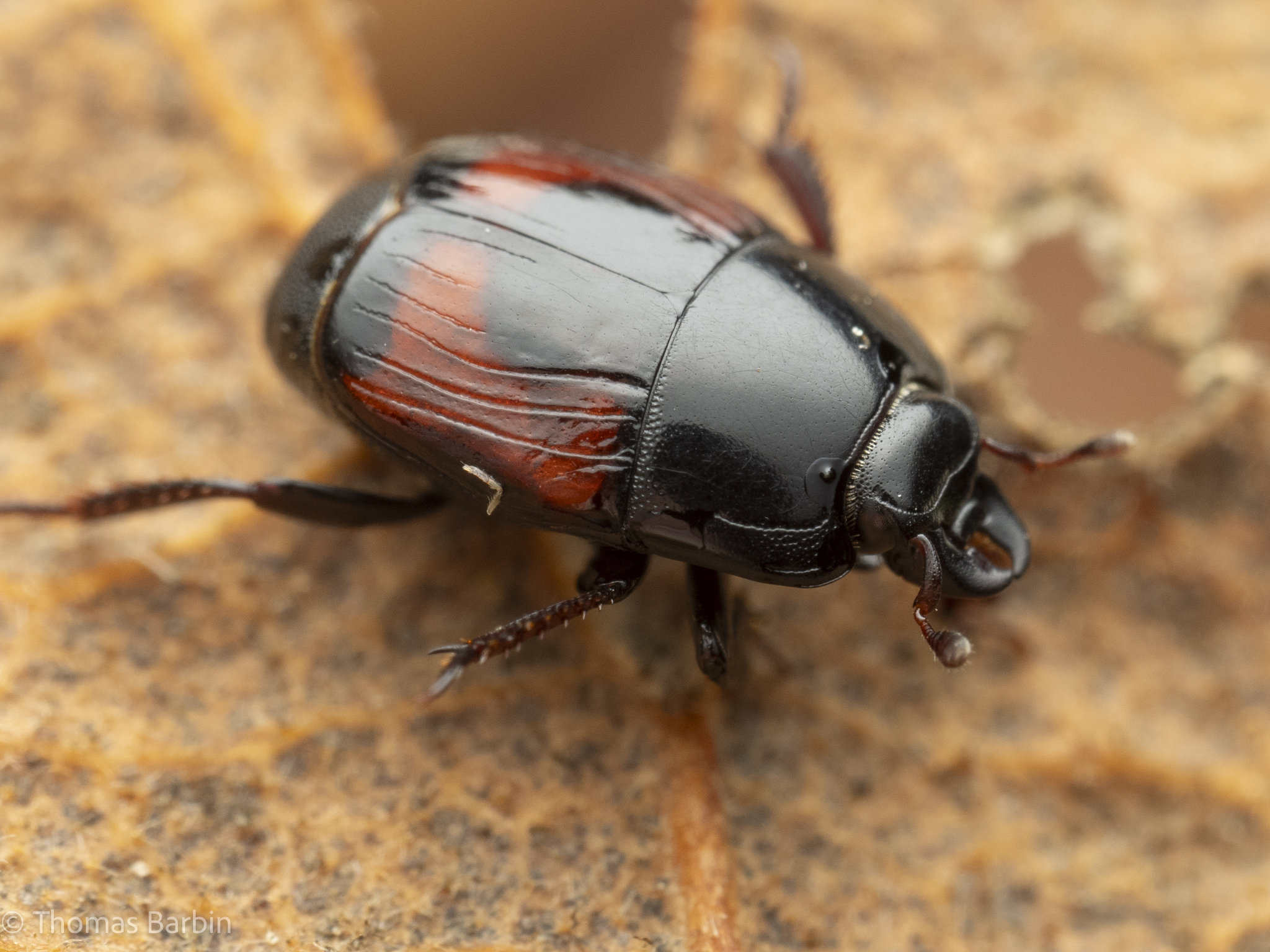 Zambia Histeridae　21mm Hister Beetles (Family Histeridae) · iNaturalist
