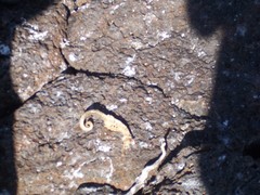 Hippocampus ingens