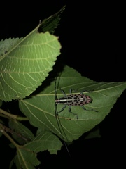 Macrochenus isabellinus