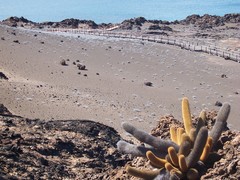 Brachycereus nesioticus