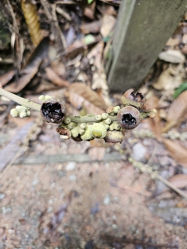 Lithocarpus elegans, photograph 5
