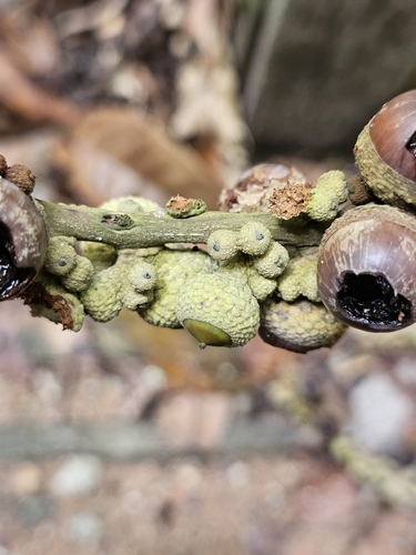 Lithocarpus elegans, photograph 6