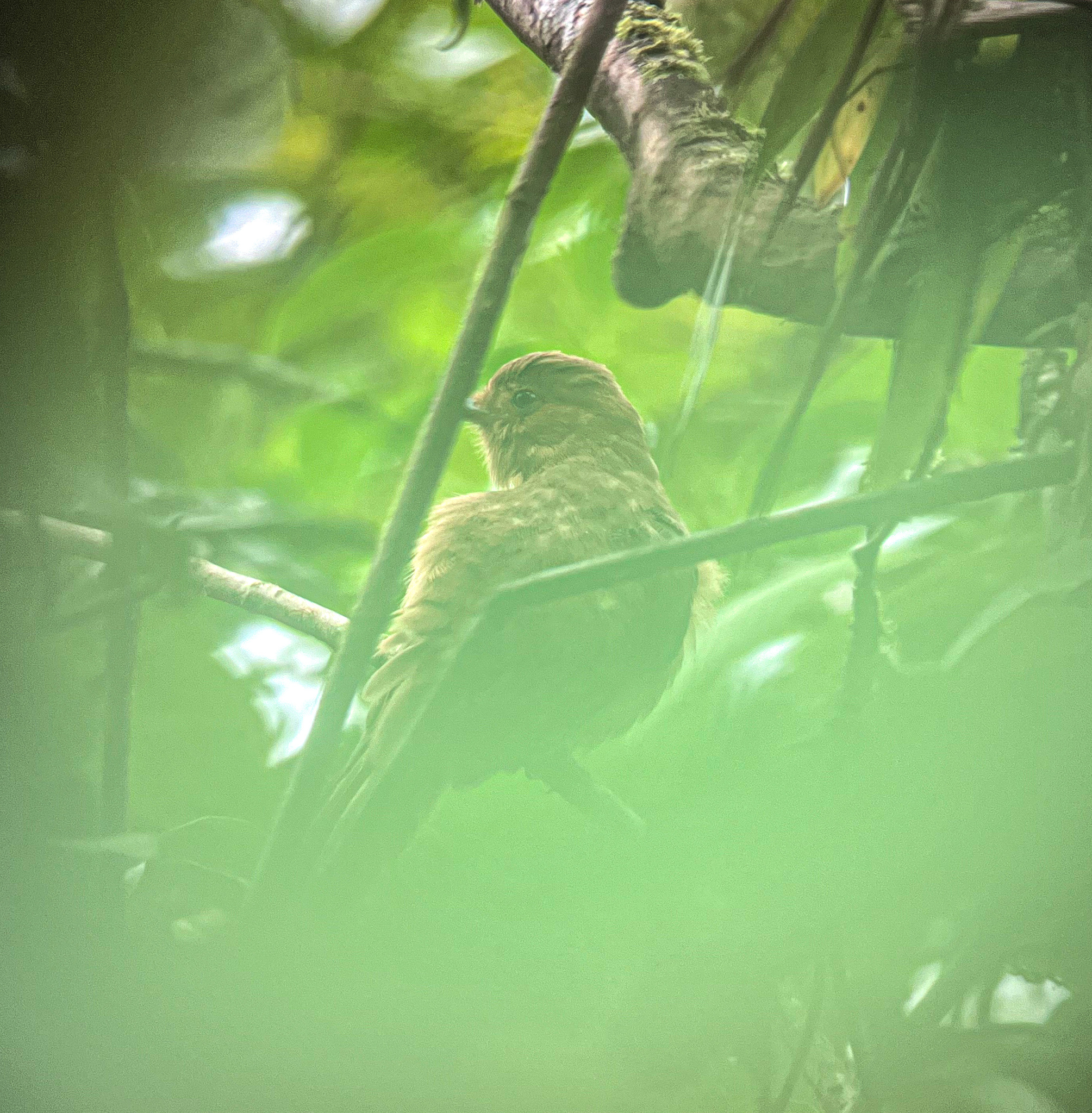 Rufous Piha (Lipaugus unirufus), photo 7