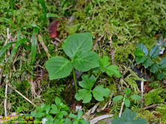 Trillium tschonoskii