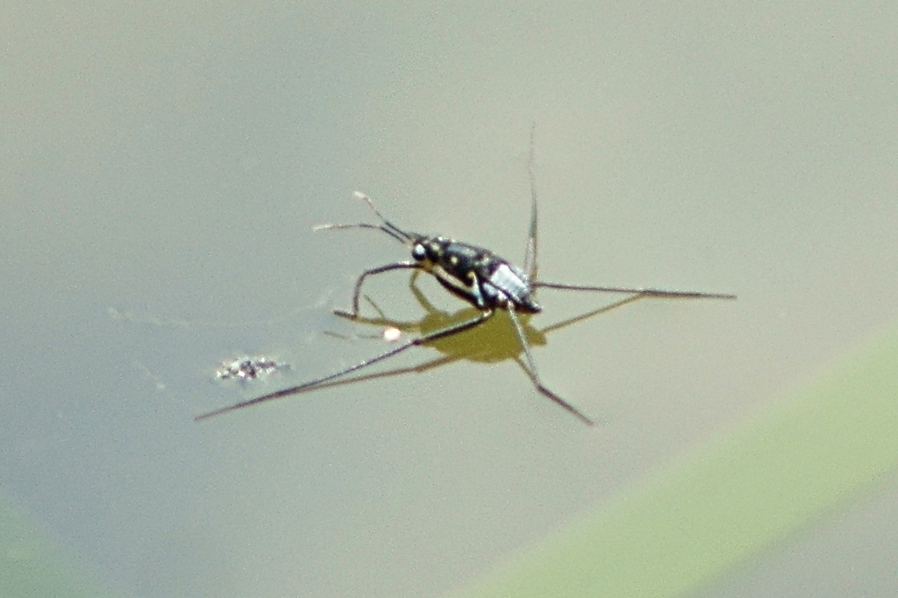 Trepobates subnitidus