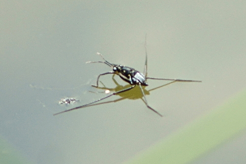 Trepobates subnitidus