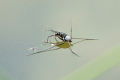 Trepobates subnitidus