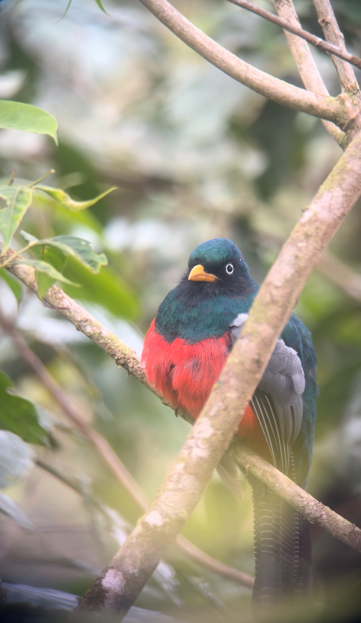 Lattice-tailed Trogon (Trogon clathratus), photo 3