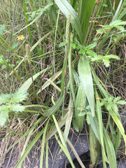 Plantago macrocarpa