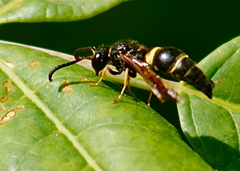 Ancistrocerus unifasciatus