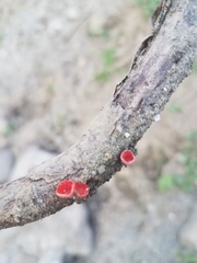 Sarcoscypha occidentalis