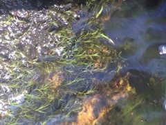 Fissidens fontanus