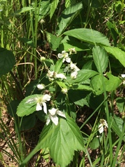Rubus setosus