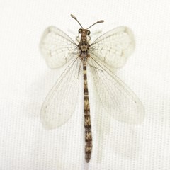 Chaetoleon tripunctatus