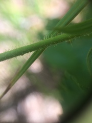 Rubus setosus