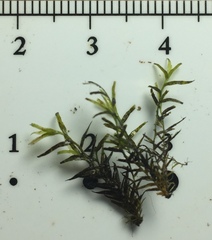 Fissidens fontanus