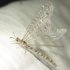 Chaetoleon tripunctatus