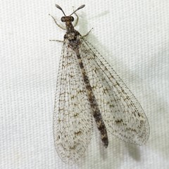 Chaetoleon tripunctatus