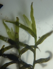 Fissidens fontanus