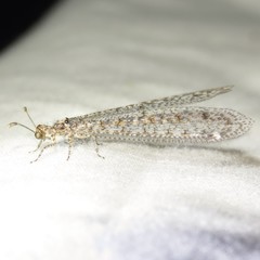 Chaetoleon tripunctatus