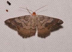 Macaria distribuaria