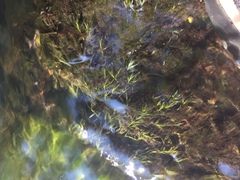 Fissidens fontanus
