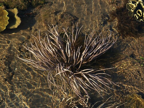Rumphella observed 2024-09-08