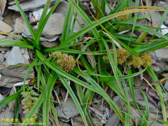 Carex satsumensis