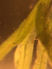 Fissidens fontanus