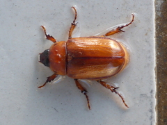 Cyclocephala pasadenae