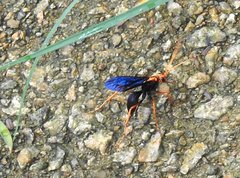 Leptodialepis bipartitus
