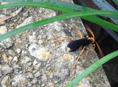 Leptodialepis bipartitus