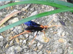 Leptodialepis bipartitus