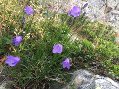 Campanula intercedens