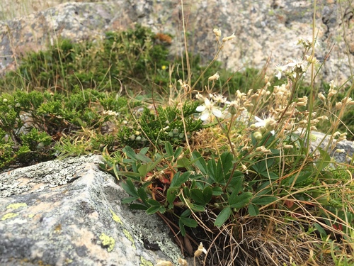 Sibbaldia tridentata, photograph 4