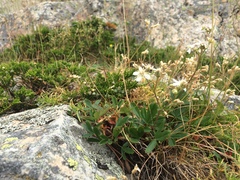 Sibbaldia tridentata, photograph Étienne Lacroix-Carignan, CC0, iNaturalist via GBIF
